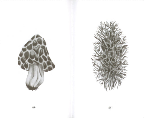 Does the sun have a translucent shell?