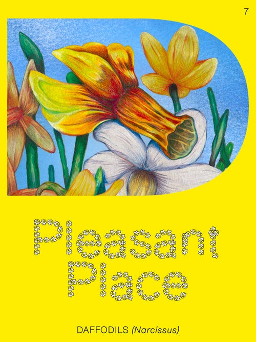 Pleasant Place 7: Daffodils (Narcissus)